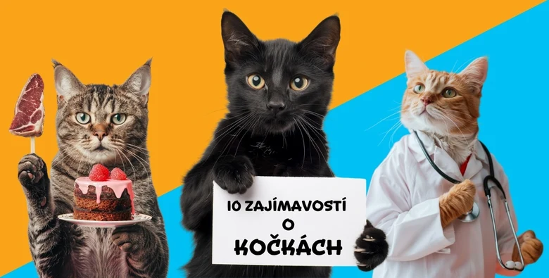 Tři kočky s nápisem '10 zajímavostí o kočkách'