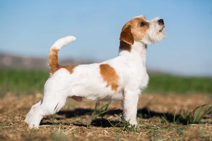 Jack Russell Terrier stojí na louce a dívá se do výšky