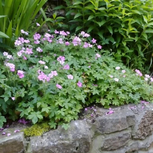 Rostoucí skupina růžových květů Geranium endressii na kamenné zdi.