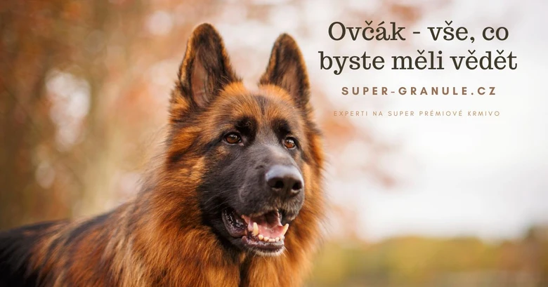 Portrét německého ovčáka venku v přírodě