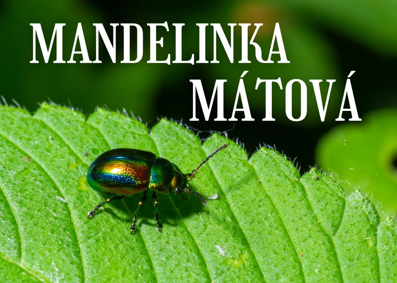 Jak se zbavit mandelinky mátové: účinné metody hubení
