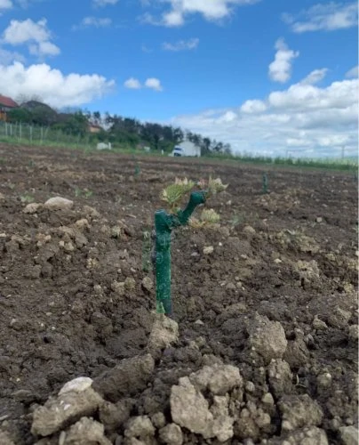 Malý vinný keř s oporou v zemi
