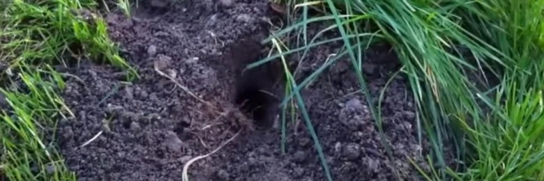 Díra v zemi od polevého myši mezi trávou