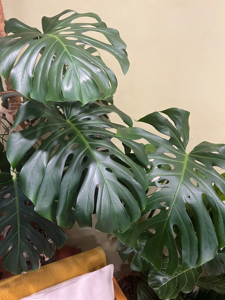 Velké listy rostliny Monstera v interiéru