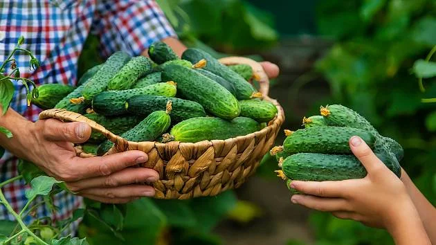 Zralé okurky z plantáže, sbírá se zahradník