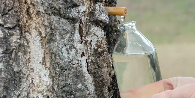 Sběr březové vody do sklenice z kůry stromu