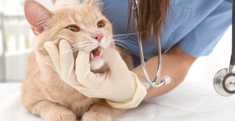 Veterinář kontroluje zuby kočky