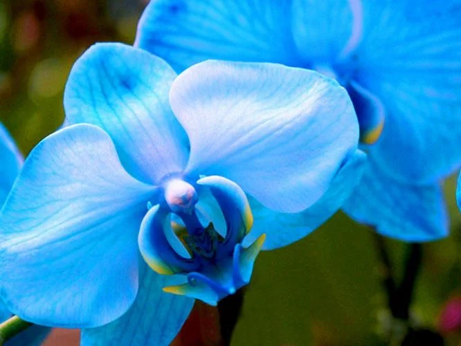 Modrá orchidej v plném květu na zeleném pozadí.