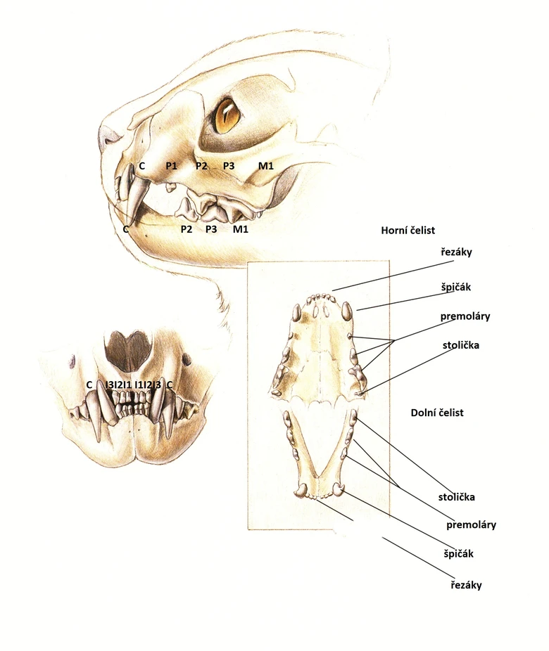 Anatomie kočičí hlavy s označenými zuby