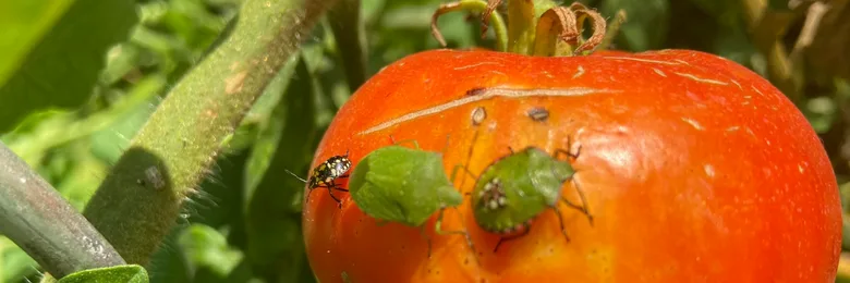 Ploštice na rajčeti – přírodní škůdce rostlin