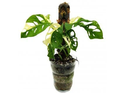 Monstera rostlina v květináči s výraznými listy