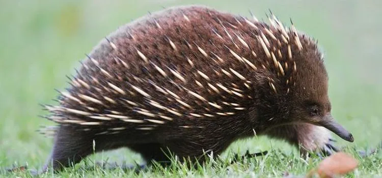 Australský ježura chodící po trávě