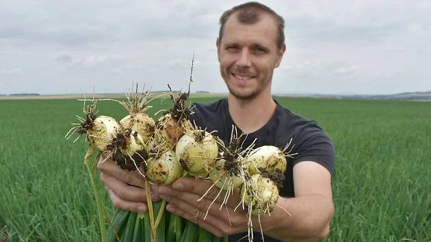 Muž drží svěží cibulové plody na poli