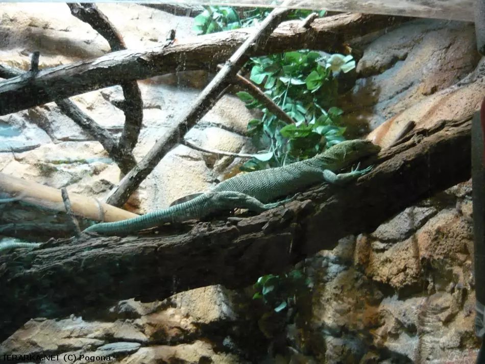 Emeraldní varan na větvi v terárii