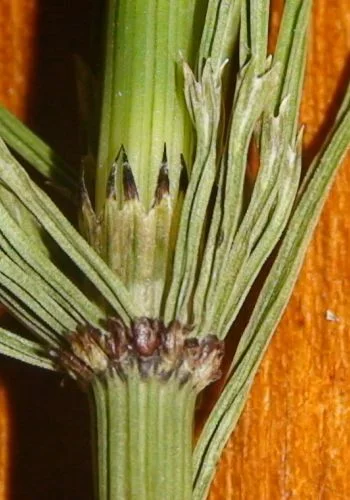 Přeslička bahenní – detail stonku s listovými šupinami