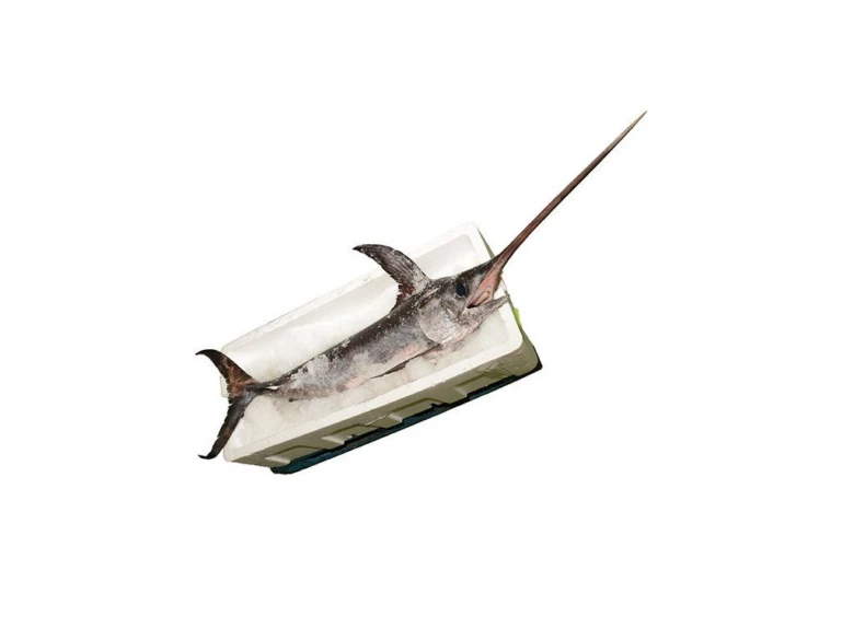 Čerstvý mečoun obecný v krabici s ledem