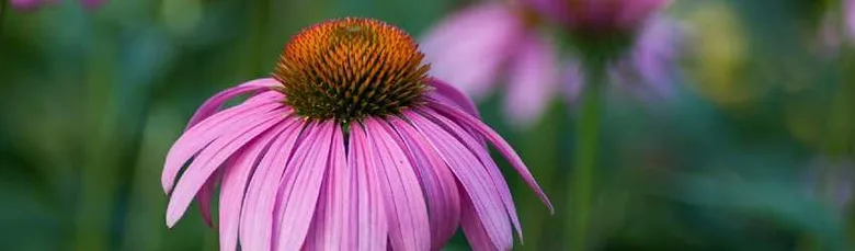 Rostlina echinacea v plném květu na pozadí zahrady.