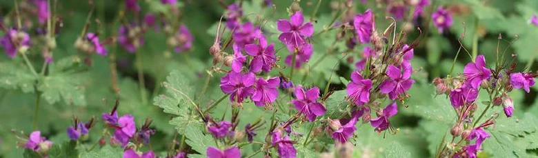 Růžové květy Geranium endressii v zelených listech