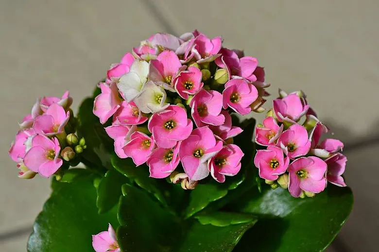 Kalanchoe s růžovými květy a zelenými listy