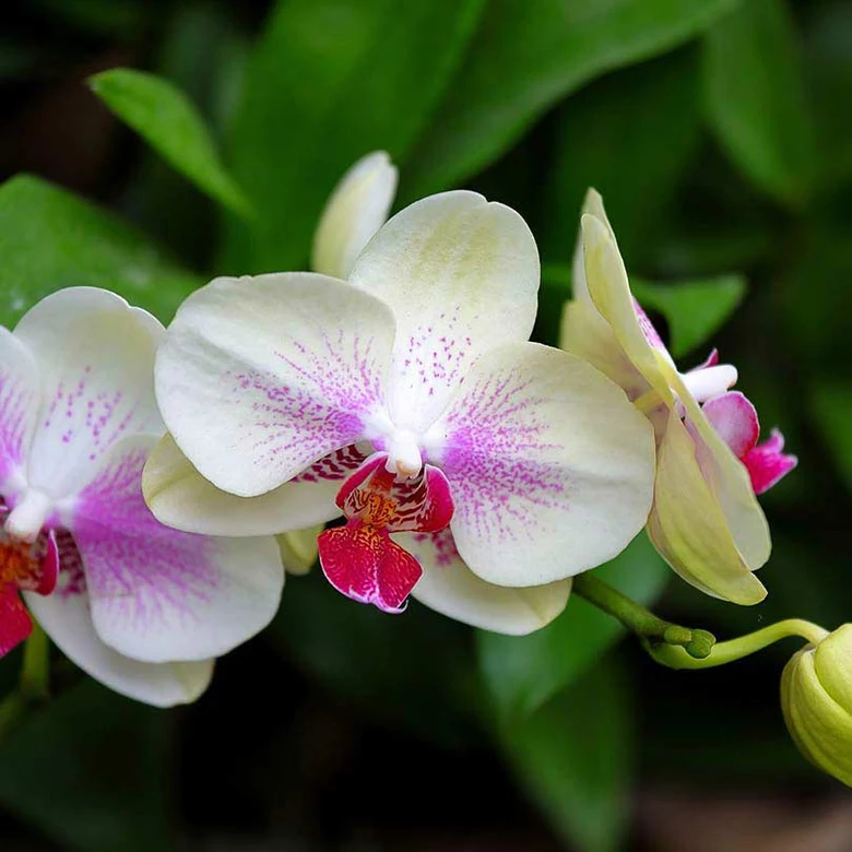 Kvetoucí orchideje jako pokojová rostlina