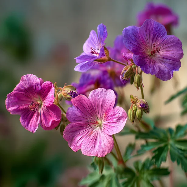 Růžové fialové květy Geranium endressii na zelených listech.
