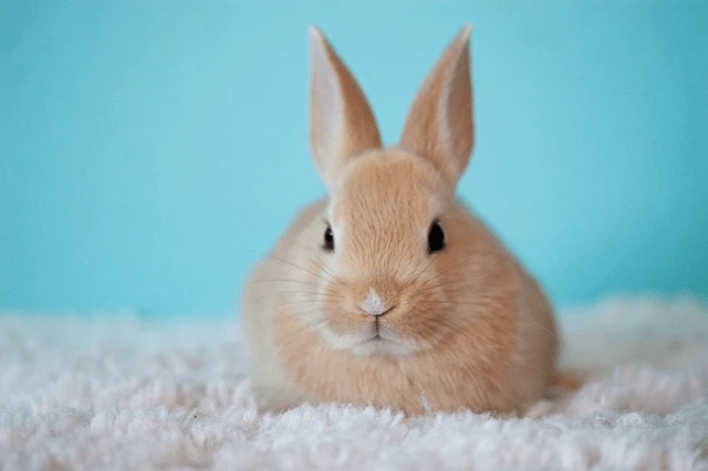 Zakrslý králík sedící na bílém povrchu s modrou pozadím.