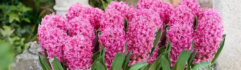 Rozkvetlé růžové hyacinty v zahradě