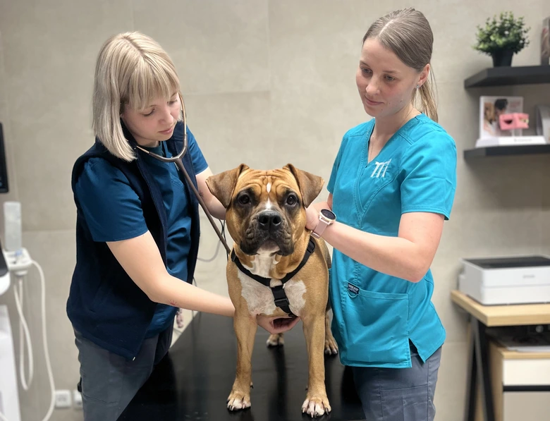 Veterináři vyšetřují psa v klinice