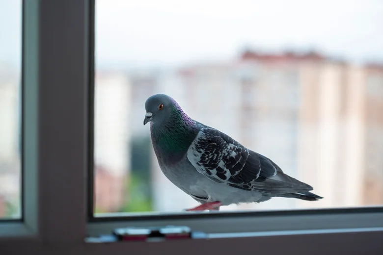 Holub na balkonovém okně města