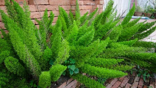 Asparagus pěstování a sklizeň: kompletní návod pro úspěch