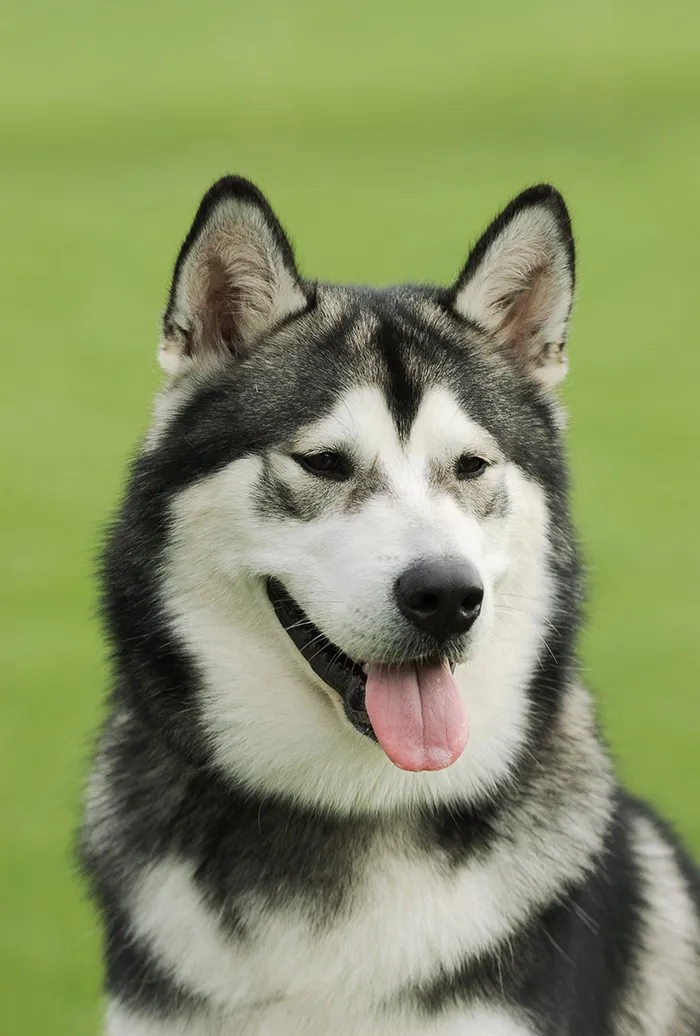 Portrét aljašského huskyho s otevřenou pusou na zeleném pozadí.