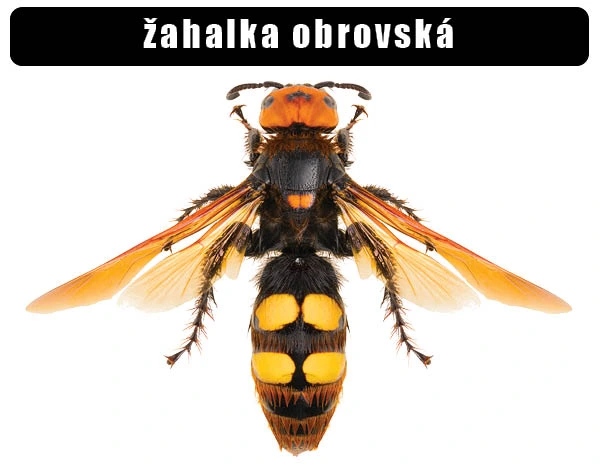 Evropská žahalka – obrovská vosa s oranžovou hlavou.