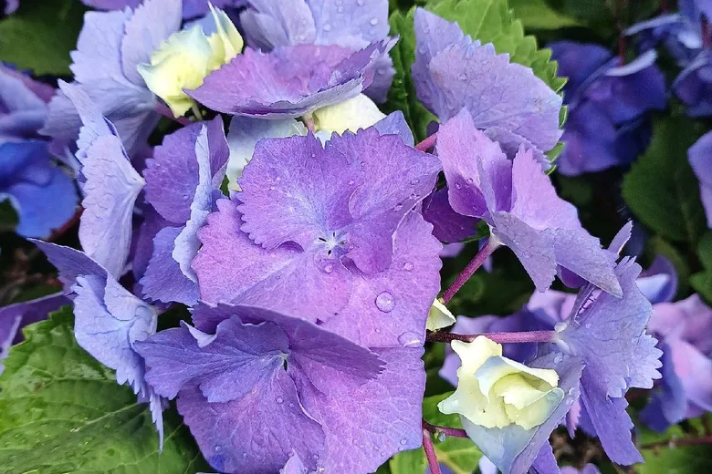 Fialové hortenzie s kapkami rosy