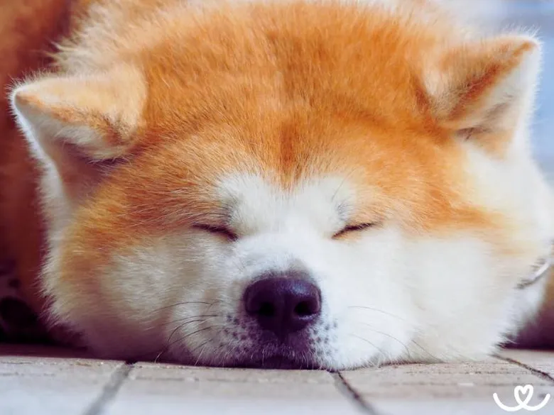 Spící akita s oranžovou srstí na dřevěné podlaze.