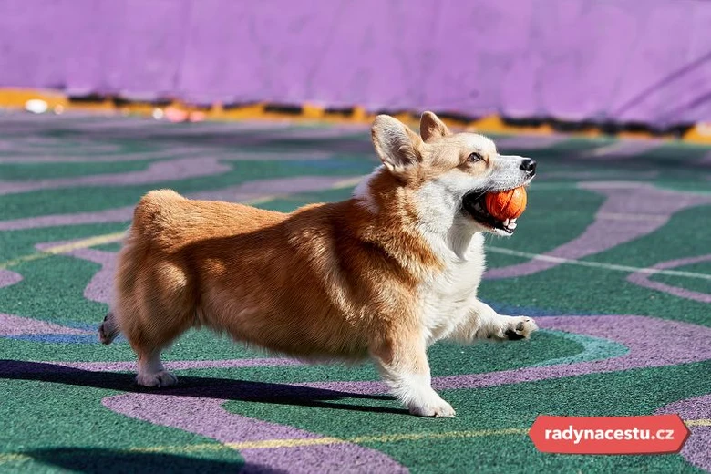 Corgi pes s míčem na hřišti