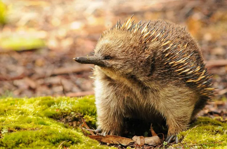 Mláďata ježury australské na mechu v přírodě