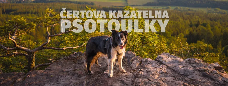 Pes na skále Čertova kazatelna s výhledem do lesa.