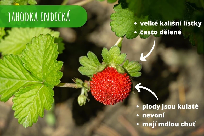 Červená jahodka indická s velkými lístky na zelené lodyze.