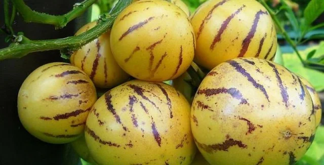 Žluté pruhované ovoce pepino rostoucí na keři.