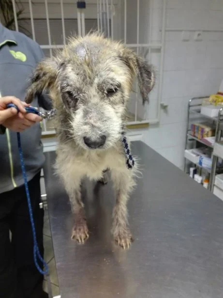 Pes s prachovou pokožkou v veterinární ordinaci