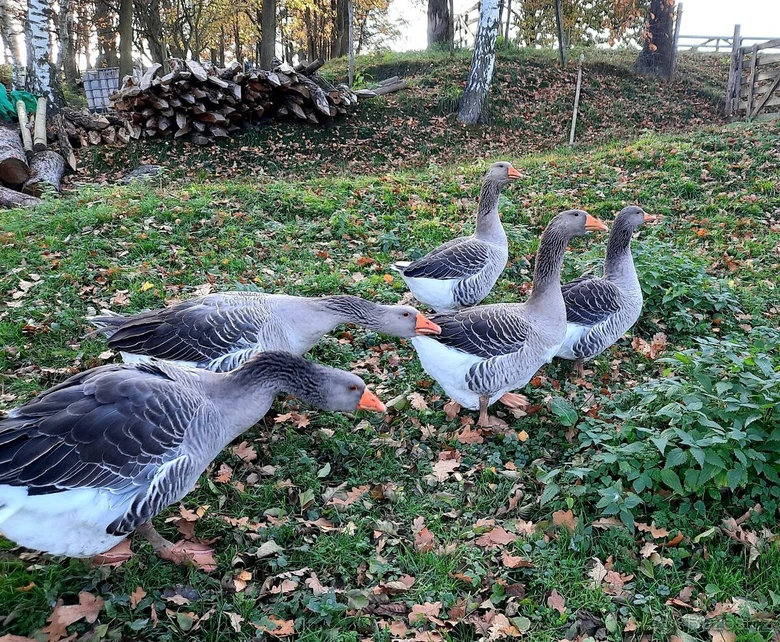 Husí stádo na trávníku v přírodě podél lesa.