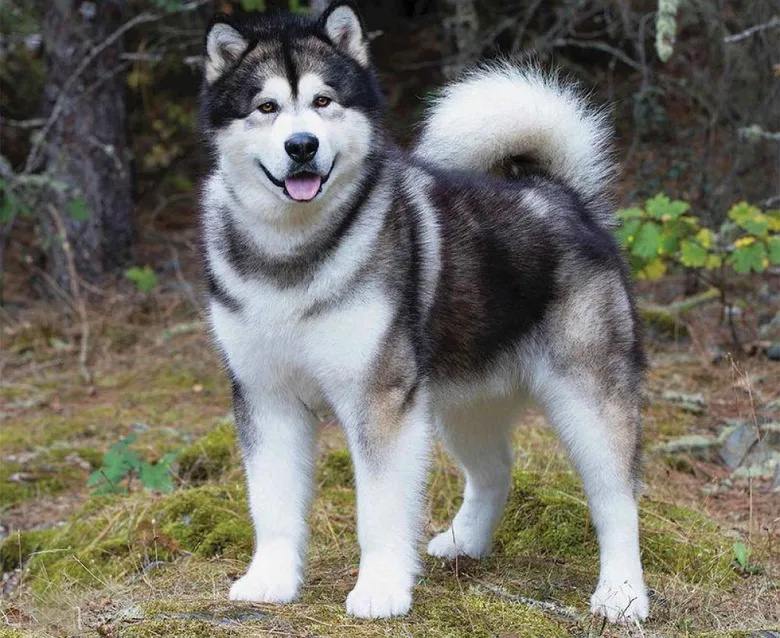 Aljašský husky stojí v lese s šťastným výrazem.