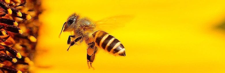 Včela letí k slunečnici – příprava na téma bodnutí