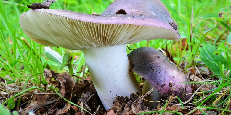 Fialové houbičky rostoucí v trávě - jedlé druhy
