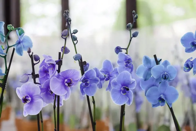 Modré fialové orchideje v květu na tmavých stoncích.