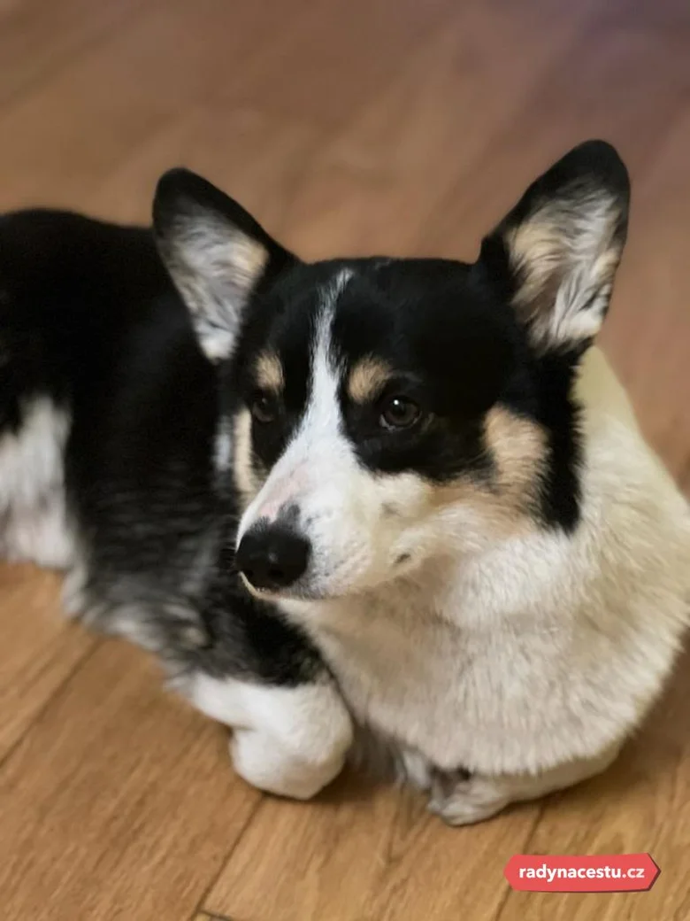 Černobílý corgi ležící na dřevěné podlaze