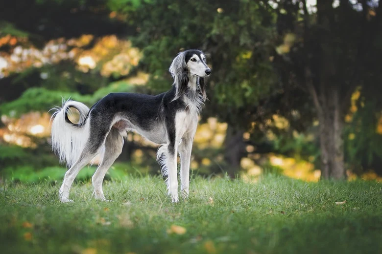 Saluki pes stojí na trávníku v přírodě.
