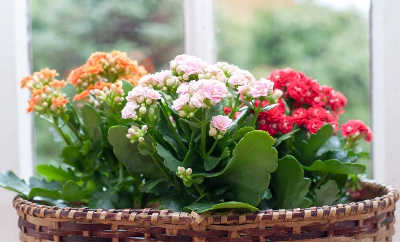 Kalanchoe v košíku u okna s květy