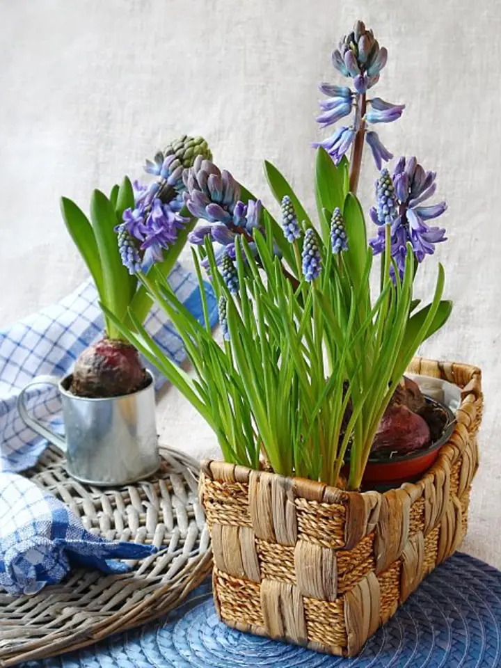 Květinová aranžmá s modrými hroznovými hyacinty v košíku.