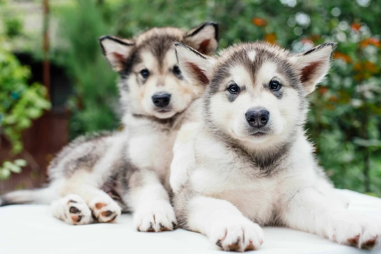 Dva aljašští huskypsi ležící vedle sebe venku.